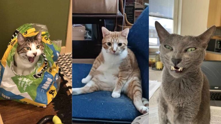 Worst Cat Pictures