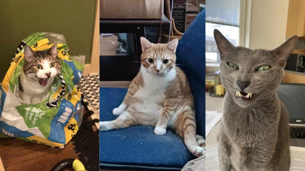 Worst Cat Pictures