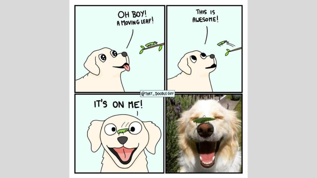 Animal Comics