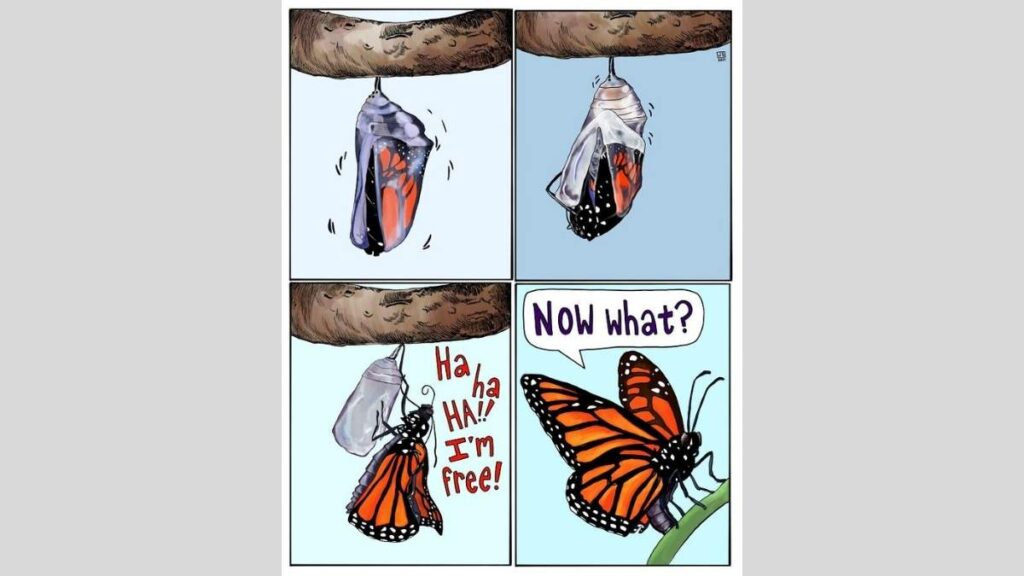 Animal Comics
